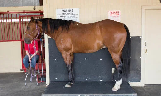Vibrations for Vitality: How Equine Vibration Platforms Are Revolutionizing Horse Health