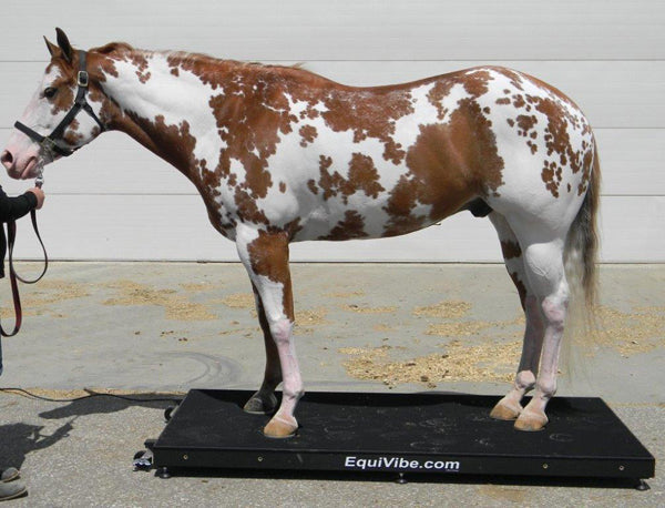 The Complete Buyer's Guide to Equine Vibration Platforms