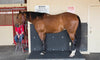 Vibrations for Vitality: How Equine Vibration Platforms Are Revolutionizing Horse Health